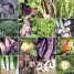 Allotment Through the Year - thumbnail of spread image 4 Thumbnail image of Allotment Through the Year - 4