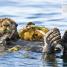 Ocean A Children's Encyclopedia - thumbnail of spread image 3 Thumbnail image of Ocean A Children's Encyclopedia - 3