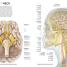 Human Anatomy - thumbnail of spread image 3 Thumbnail image of Human Anatomy - 3