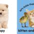 Baby Touch and Feel: Fluffy Animals - thumbnail of spread image 4 Thumbnail image of Baby Touch and Feel: Fluffy Animals - 4