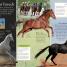 Eye Wonder: Horses and Ponies - thumbnail of spread image 4 Thumbnail image of Eye Wonder: Horses and Ponies - 4