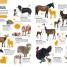 Ultimate Sticker Activity Collection Awesome Animals - thumbnail of spread image 2 Thumbnail image of Ultimate Sticker Activity Collection Awesome Animals - 2