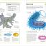 Biology - thumbnail of spread image 4 Thumbnail image of Biology - 4