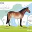 The Everything Book of Horses and Ponies - thumbnail of spread image 4 Thumbnail image of The Everything Book of Horses and Ponies - 4