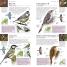 RSPB Pocket Birds of Britain and Europe - thumbnail of spread image 4 Thumbnail image of RSPB Pocket Birds of Britain and Europe - 4