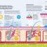 How the Body Works - thumbnail of spread image 4 Thumbnail image of How the Body Works - 4
