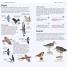 RSPB What's that Bird? - thumbnail of spread image 4 Thumbnail image of RSPB What's that Bird? - 4