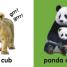 Baby Touch and Feel: Cuddly Animals - thumbnail of spread image 2 Thumbnail image of Baby Touch and Feel: Cuddly Animals - 2
