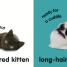 Baby Touch and Feel Kittens - thumbnail of spread image 2 Thumbnail image of Baby Touch and Feel Kittens - 2