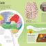 Utterly Amazing Human Body - thumbnail of spread image 4 Thumbnail image of Utterly Amazing Human Body - 4