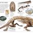 Fossil - thumbnail of spread image 4 Thumbnail image of Fossil - 4