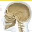 The Complete Human Body - thumbnail of spread image 7 Thumbnail image of The Complete Human Body - 7