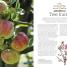 Pruning and Training - thumbnail of spread image 4 Thumbnail image of Pruning and Training - 4
