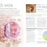Pregnancy Day By Day - thumbnail of spread image 3 Thumbnail image of Pregnancy Day By Day - 3