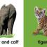 Baby Touch & Feel: Wild Animals - thumbnail of spread image 1 Thumbnail image of Baby Touch & Feel: Wild Animals - 1