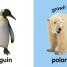 Baby Touch & Feel: Wild Animals - thumbnail of spread image 2 Thumbnail image of Baby Touch & Feel: Wild Animals - 2
