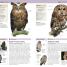 Nature Guide Birds of the World - thumbnail of spread image 4 Thumbnail image of Nature Guide Birds of the World - 4