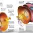13½ Incredible Things You Need to Know About Everything - thumbnail of spread image 9 Thumbnail image of 13½ Incredible Things You Need to Know About Everything - 9