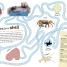 Ocean Ultimate Sticker Book - thumbnail of spread image 4 Thumbnail image of Ocean Ultimate Sticker Book - 4