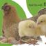 Touch and Feel: Farm - thumbnail of spread image 2 Thumbnail image of Touch and Feel: Farm - 2