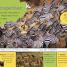 My Encyclopedia of Very Important Animals - thumbnail of spread image 4 Thumbnail image of My Encyclopedia of Very Important Animals - 4