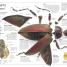 DK Eyewitness Books: Insect - thumbnail of spread image 4 Thumbnail image of DK Eyewitness Books: Insect - 4