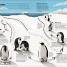 Life Cycles - thumbnail of spread image 3 Thumbnail image of Life Cycles - 3