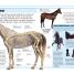 Pocket Genius: Horses - thumbnail of spread image 4 Thumbnail image of Pocket Genius: Horses - 4
