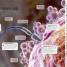 Pregnancy Encyclopedia - thumbnail of spread image 2 Thumbnail image of Pregnancy Encyclopedia - 2