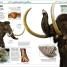 Knowledge Encyclopedia Dinosaur! - thumbnail of spread image 6 Thumbnail image of Knowledge Encyclopedia Dinosaur! - 6