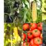 Grow Vegetables - thumbnail of spread image 4 Thumbnail image of Grow Vegetables - 4