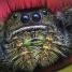 SuperBug - thumbnail of spread image 4 Thumbnail image of SuperBug - 4