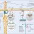 How Technology Works - thumbnail of spread image 10 Thumbnail image of How Technology Works - 10