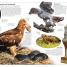 DK Eyewitness Books: Eagle and Birds of Prey - thumbnail of spread image 4 Thumbnail image of DK Eyewitness Books: Eagle and Birds of Prey - 4