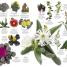 The Natural History Book - thumbnail of spread image 4 Thumbnail image of The Natural History Book - 4