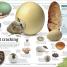 General Knowledge Genius! - thumbnail of spread image 7 Thumbnail image of General Knowledge Genius! - 7