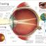 Human Body - thumbnail of spread image 4 Thumbnail image of Human Body - 4