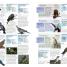 Animal - thumbnail of spread image 5 Thumbnail image of Animal - 5