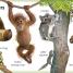 My First Animals - thumbnail of spread image 1 Thumbnail image of My First Animals - 1