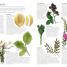 Thumbnail image of Encyclopedia Of Herbal Medicine - 1