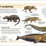 Thumbnail image of Mammals - 1