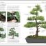 Thumbnail image of 101 Essential Tips Bonsai - 1