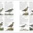 Thumbnail image of RSPB Complete Birds of Britain and Europe - 6