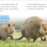 Thumbnail image of DK Reader Level 2: Meet the Quokkas! - 2