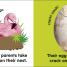 Baby Touch and Feel Flamingo - thumbnail of spread image 1 Thumbnail image of Baby Touch and Feel Flamingo - 1