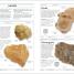 Thumbnail image of Rocks and Minerals - 1