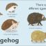 Thumbnail image of H is for Hedgehog - 1