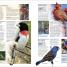 Thumbnail image of Bird - 5