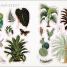 Thumbnail image of The Botanist's Sticker Anthology - 1