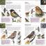 Thumbnail image of RSPB Pocket Birds of Britain and Europe 5th Edition - 2